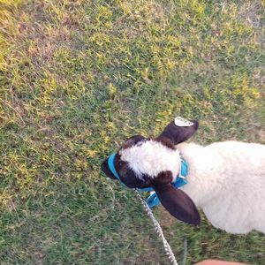 Meet your Posher, Zachary